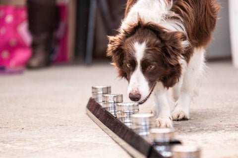 National Nosework Association NOTCH Charms