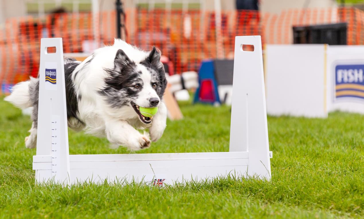 Flyball NOTCH Charms